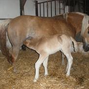 Haflinger Tessie