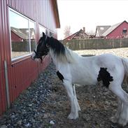 Irish Cob Alanya Naya