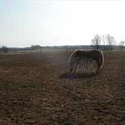 Haflinger Tessie