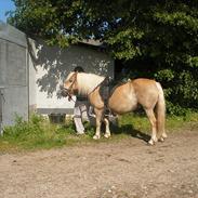 Haflinger Tessie