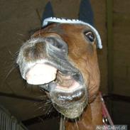 Anden særlig race Laban tidl. halvpart