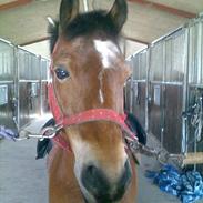 Anden særlig race Laban tidl. halvpart