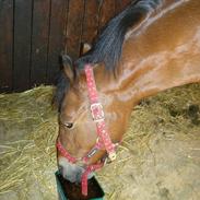 Anden særlig race Laban tidl. halvpart