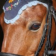 Anden særlig race Laban tidl. halvpart