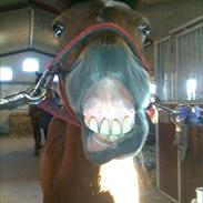 Anden særlig race Laban tidl. halvpart