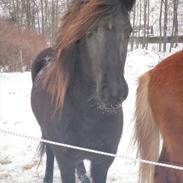 Islænder Móska fra Sundby