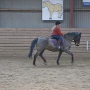 Welsh Partbred (Sec F) tico