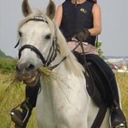 Anden særlig race pasquinel