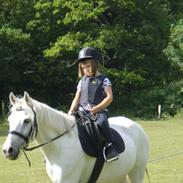 Anden særlig race pasquinel