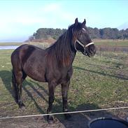 Welsh Cob (sec D) Petersgaards Louisianna