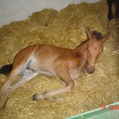 Dansk Varmblod LYNGBJERGBOS HARMONI (SOLGT)