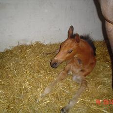 Dansk Varmblod LYNGBJERGBOS HARMONI (SOLGT)