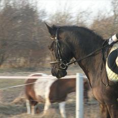Anden særlig race Maze