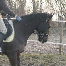 Anden særlig race Maze