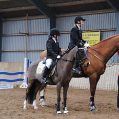 Welsh Pony af Cob-type (sec C) Hoelgaard's Thowra