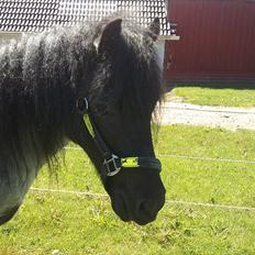 Anden særlig race JOKER! <3