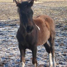 Anden særlig race Tarzan "solgt"
