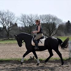 Welsh Partbred (Sec F) Chap´s Check Me Out