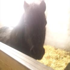 Anden særlig race JOKER! <3