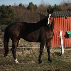 Dansk Varmblod Try A Bally