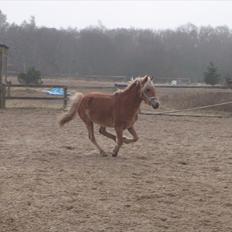 Anden særlig race  Smilla <3:i