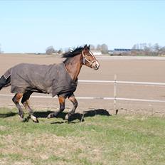 Anden særlig race Cantos Caballero