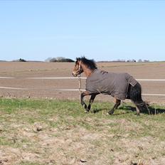 Anden særlig race Cantos Caballero