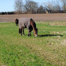 Anden særlig race Cantos Caballero