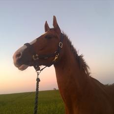 Dansk Varmblod Heino<3