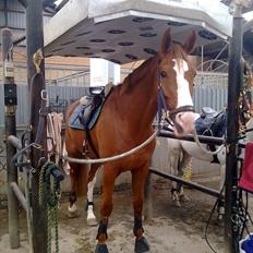 Dansk Varmblod Heino<3