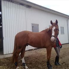 Dansk Varmblod Heino<3