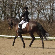 Anden særlig race Spangbogaards Felix [Redet]