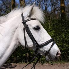 Anden særlig race Kashmir 