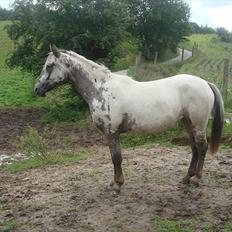 Knabstrupper Funder Nørhedes Labina Solgt