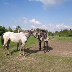 Knabstrupper Funder Nørhedes Labina Solgt