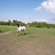 Knabstrupper Funder Nørhedes Labina Solgt