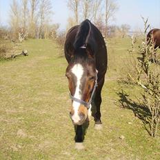 Dansk Varmblod Louciano 