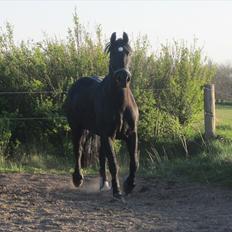 Anden særlig race Sampaio (aflivet)