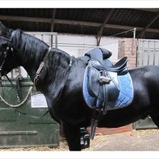 Anden særlig race Sampaio (aflivet)