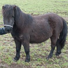 Shetlænder <3 <3 Werner <3 <3 
