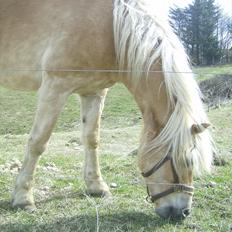Haflinger Veronica-leveret tilbage