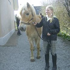 Haflinger Veronica-leveret tilbage