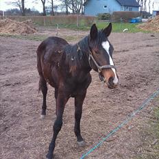 Dansk Varmblod Overgårds Manifique <3