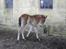 Irish Cob Crossbreed Lukas 