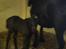 Fell pony Ellegaards Donna