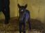 Fell pony Ellegaards Donna