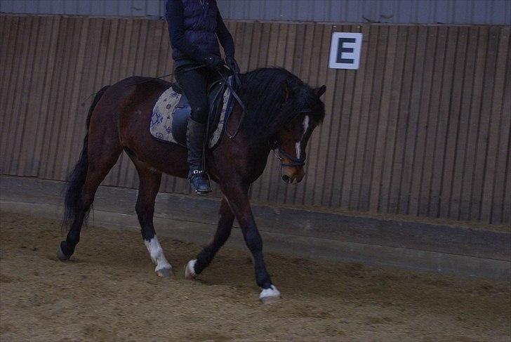 Anden særlig race Basil - Træning d. 12-04-2011 billede 8