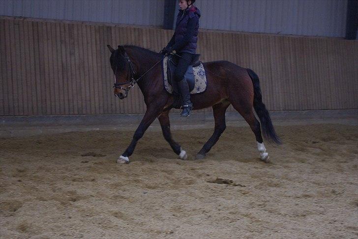 Anden særlig race Basil - Træning d. 12-04-2011 billede 10