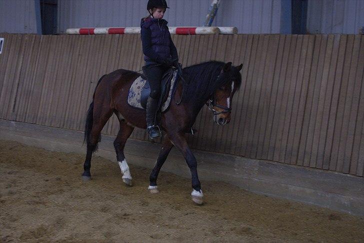 Anden særlig race Basil - Træning d. 12-04-2011 billede 11