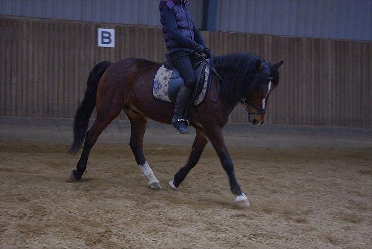 Anden særlig race Basil - Træning d. 12-04-2011 billede 12